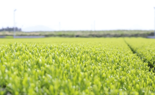 ASANOKA (あさのか) 100g