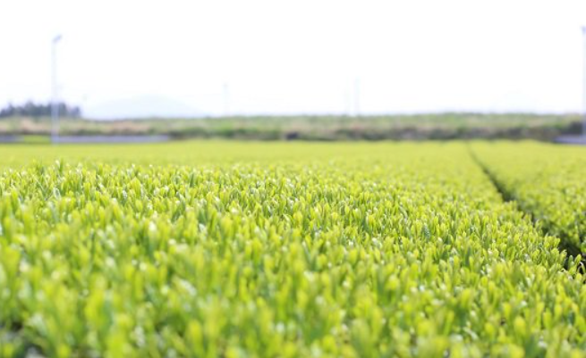 ASATSUYU(あさつゆ) 100g